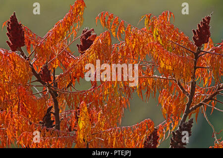 Rhus, Sumach, staghorn oder typhina Baum im Herbst Farbe im Oktober in Italien von der Familie Anacardiaceae und reife Rispen mit der Sonne hinter Stockfoto