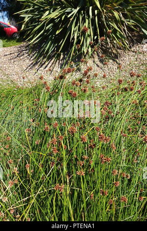 Ficinia nodosa oder auch als Isolepis nodosa oder knorrigen Club Rush bekannt Stockfoto