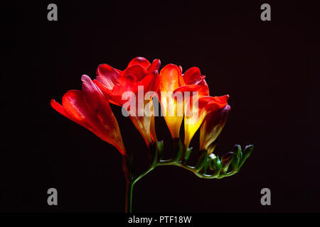 Studio geschossen von Freesie Blumen isoliert auf Schwarz Stockfoto