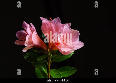 Nahaufnahme von Rosa Azalee Blumen auf schwarzem Hintergrund Stockfoto