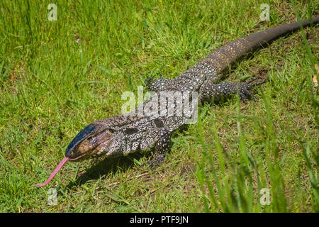 Overo Lizard oder gemeinsamen Eidechse in Uruguay mit seiner Zunge heraus, Wandern im Gras Stockfoto