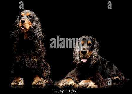 Studio Schuß von zwei adorable English Cocker Spaniel - auf Schwarz isoliert. Stockfoto
