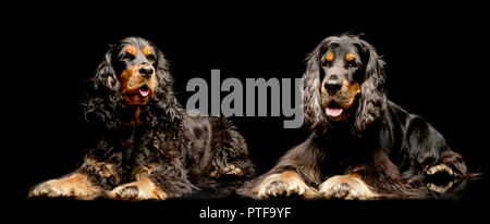 Studio Schuß von zwei adorable English Cocker Spaniel - auf Schwarz isoliert. Stockfoto