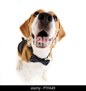 Wide Angle Shot eines liebenswerten Beagle sitzen auf weißem Hintergrund. Stockfoto
