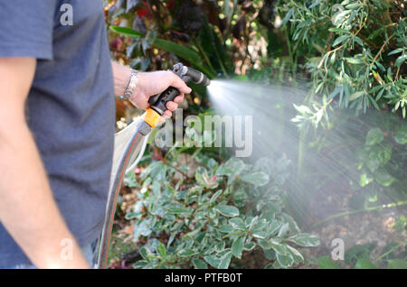 Die Bewässerung des Gartens mit einem Gartenschlauch Stockfoto