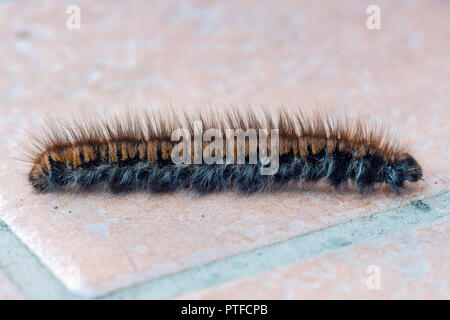 Macrothylacia Rubi, die Fox Moth, Caterpillar Stockfoto