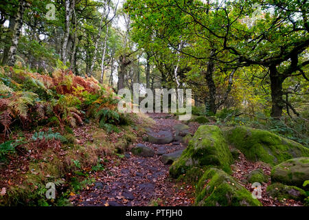 Padley Schlucht in den Peak District National Park. Weg durch den Herbst Farbe in den Bäumen und Farnen. Stockfoto