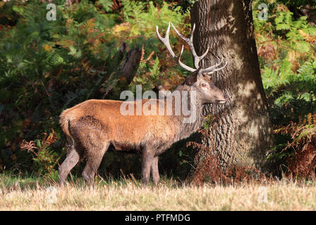 Red Deer Hirsch in einem englischen Park im Herbst (Cervus Elaphus) Stockfoto