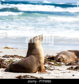 Kleine schlafen Australische Seelöwe (Neophoca cinerea) an der Küste von Kangaroo Island, Südaustralien, Seal Bay Stockfoto