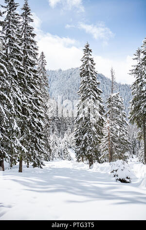 Winterlandschaft mit Bäumen unter starkem Schneefall. Zauberhafte Landschaft Stockfoto