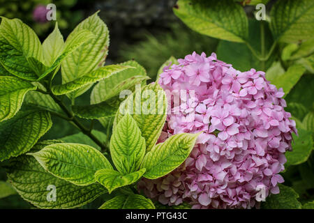 Rosa Blumen von Hydrangea im Garten in Belgrad, Serbien Stockfoto