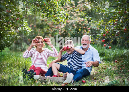 Ein älteres Paar mit kleinen Enkel in Apple Orchard, Spaß haben. Stockfoto