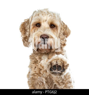 Kopf geschossen von der hübschen goldenen nach Labradoodle Hund tun hohe fünf Pfote in die Luft hob gerade in Lense, auf weißem Hintergrund Stockfoto