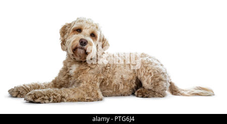 Ziemlich golden nach Labradoodle Hund zur Seite Wege suchen in Linse mit einem niedlichen Kopf neigen, auf weißem Hintergrund Stockfoto