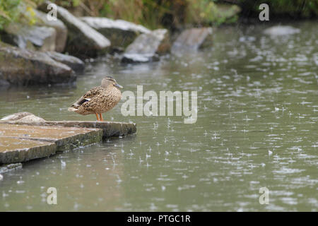 Stockente (Anas platyrhynchos) erwachsene Frau, stand am Rande des Sees, in Heavy Rain, Golden Acre Park, Leeds, West Yorkshire, England, August Stockfoto