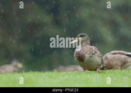 Stockente (Anas platyrhynchos) Erwachsene männliche Hybride, stand auf Gras in Heavy Rain, Golden Acre Park, Leeds, West Yorkshire, England, August Stockfoto