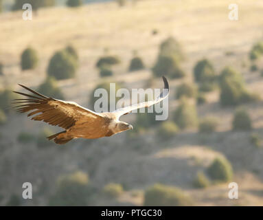 Gänsegeier, Tylose in fulvus, Hoces del Río Duratón Naturpark, Segovia Provinz Kastilien-León, Spanien Stockfoto