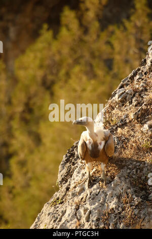 Gänsegeier, Tylose in fulvus, Hoces del Río Duratón Naturpark, Segovia Provinz Kastilien-León, Spanien Stockfoto