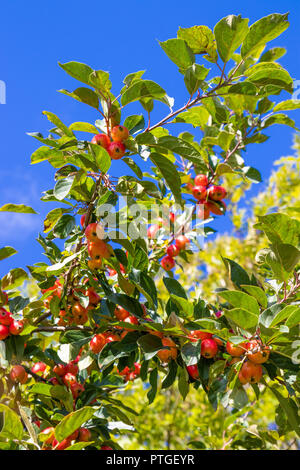 Krabbe Äpfel auf einem Baum Stockfoto