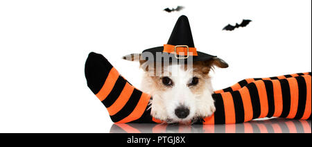 BANNER DER CUTE HALLOWEEN HUND trägt eine Hexe oder Zauberer HUT SITZEN ÜBER GESTREIFT ORANGE UND SCHWARZE SOCKEN DER UNTERGEORDNETEN EIGENTÜMER. Isoliert gegen Weiße Stockfoto