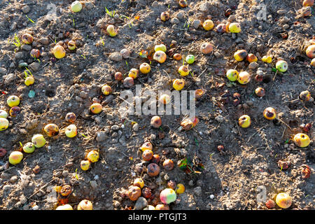 Gefallenen Äpfeln auf Feld im Herbst. Stockfoto