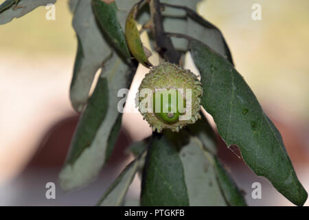 Grüne Eicheln auf Quercus suber Baum in Italien, Detail shot junger Acorn der Korkeiche Stockfoto