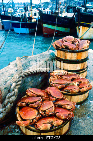 Krabben auf einem Kai Stockfoto