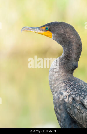 Doppel Kormorane in den Everglades National Park Stockfoto