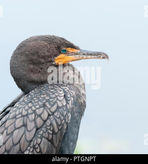 Doppel Kormorane in den Everglades National Park Stockfoto