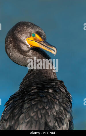 Doppel Kormorane in den Everglades National Park Stockfoto