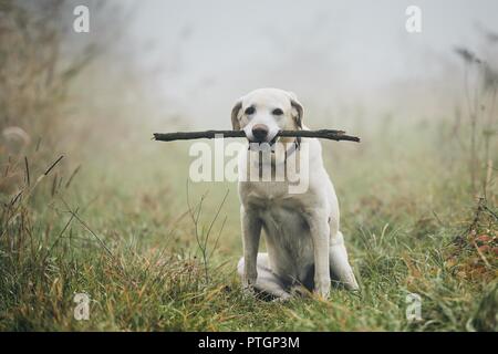 Hund im Herbst Nebel. Portrait von Labrador Retriever mit Stick im Mund beim Sitzen auf dem Weg. Stockfoto