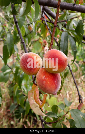 Frische Pfirsiche, Peach Tree mit Früchten wachsen in organischen Garten mit Blättern um, in der Nähe Stockfoto