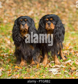 Cavalier king Charles spaniel Stockfoto