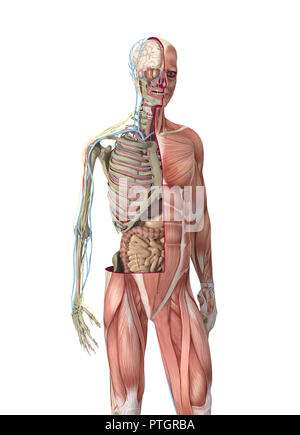 Digitale Illustration der menschliche Körper Anatomie Stockfoto