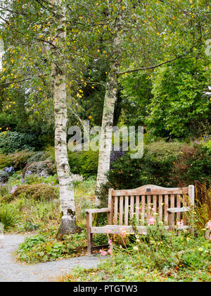 Massive Holzbank bietet eine Herbst unter den Silbrigen bellte Betula pendula 'Tristis' in der Cottage Garden im Garten Haus Stockfoto