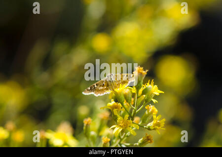 Salbei Skipper, Muschampia proto Schmetterling auf Dittrichia viscosa, falsche Yellowhead Stockfoto