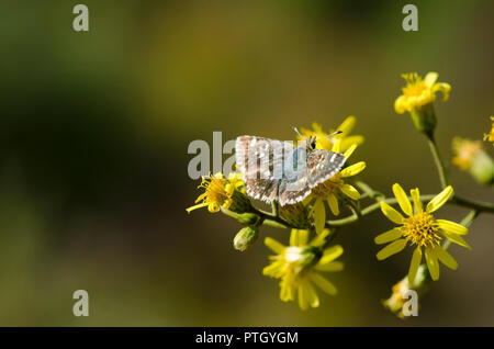 Salbei Skipper, Muschampia proto Schmetterling auf Dittrichia viscosa, falsche Yellowhead Stockfoto