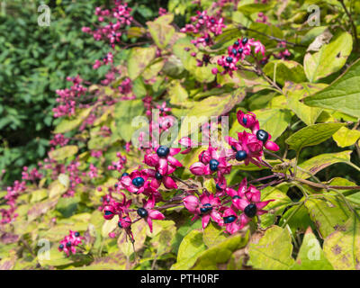 Clerodendrum Trichotomum var. Fargesii (Farges Harlequin glorybower) Strauch im Herbst zeigen Crimson calyces mit Türkis Beeren, in Sussex, UK Stockfoto