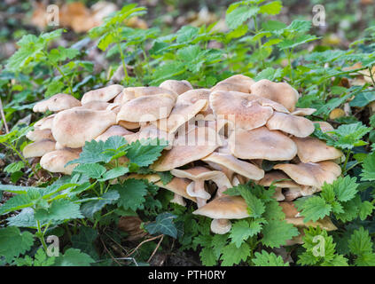 Büschel Holz Blewit Pilze Pilze (Clitocybe nuda oder Lepista nuda) im frühen Herbst wächst in Wäldern in West Sussex, UK. Stockfoto