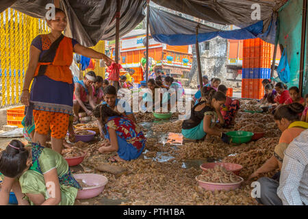 Beschuss Garnelen im Sassoon Docks in Mumbai, Indien Stockfoto