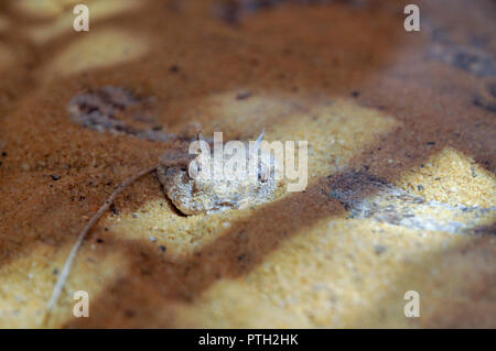 Cerastes cerastes gemeinsamen Namen: Saharan horned Viper, Horned desert Viper oder einfach horned Viper in Sand bedeckt Stockfoto