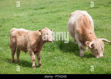 Blond kreuzen Highland Kuh Kalb mit seiner Mutter. Stockfoto