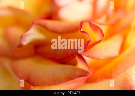 Weiche Blumen gelb Abstrakt Hintergrund. Makro blur Blume. Multicolor orange Rose. Stockfoto