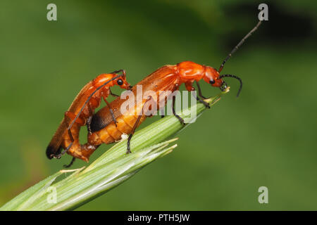 Gemeinsame Rot Soldat Käfer (Rhagonycha fulva) Paaren auf Gras stammen. Tipperary, Irland Stockfoto