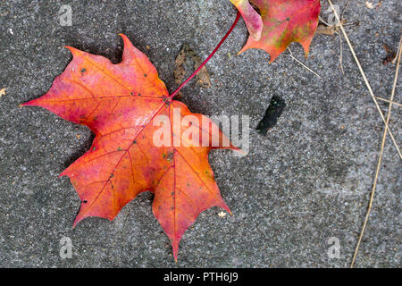 Herbst Farben - orange Farbe Ahorn Blatt auf dem Boden Stockfoto