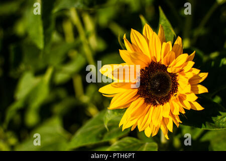 Sonnenblumen in der Abendsonne Stockfoto