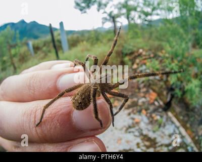 Phoneutria (brasilianische wandering Spinne, armadeira) zu Fuß auf die menschliche Hand, giftige Spinne bekannt für seine tödlichen zwar selten Bissen sind fatal. Stockfoto