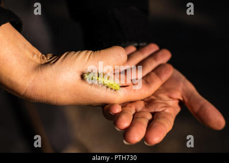 Caterpillar auf einer Hand Stockfoto