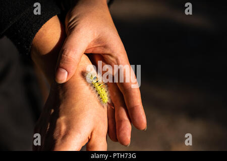 Caterpillar auf einer Hand Stockfoto