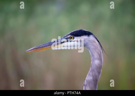 Leiter der Great Blue Heron in den Everglades National Park, USA. Die Reiher sind die langbeinige Süßwasser- und Küstenvögel. Stockfoto